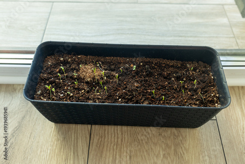 Fotografie Indoor seed starting setup for spring gardening for seedlings and herbs