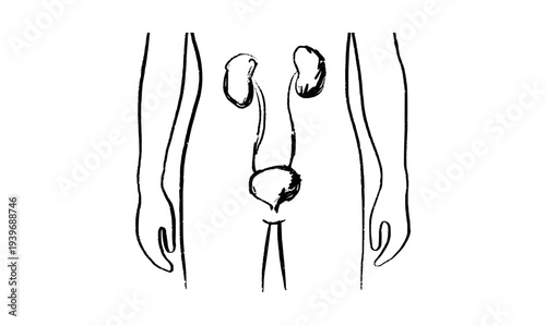 Kidney and bladder
