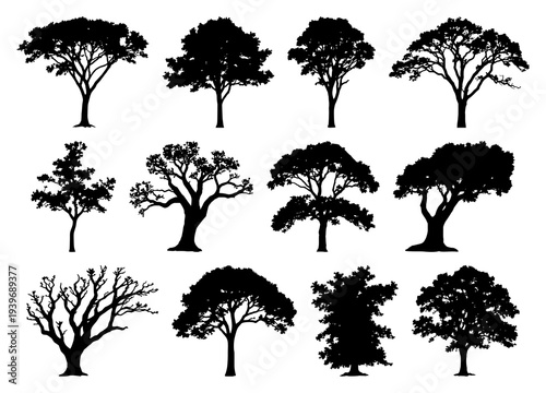 Elegant dark oak tree silhouette against sunset sky, timeless nature photograph capturing silhouette artistry and tranquil forest mood.