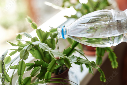 Watering houseplant with bottle in sunlight for growth