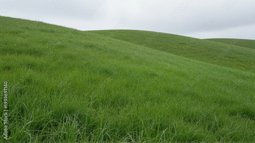 Obraz premium Expansive, rolling hills under a slightly overcast sky, emphasizing the intense, velvety texture of the newly grown, damp spring grass stretching across
