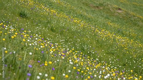 Wildflowers on a rolling green hillside with yellow purple and white blossoms swaying in a gentle breeze under bright natural sunlight in a rural field.