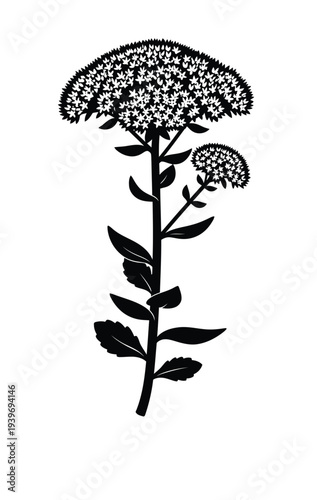 Vector of a flowering plant with clusters of small flowers blooming on long stems