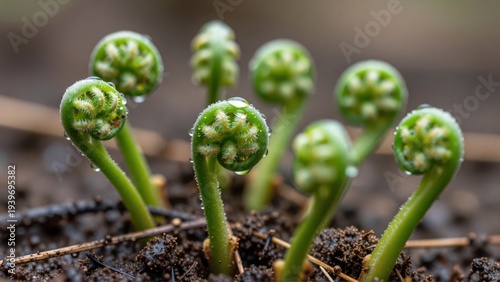 Ultradetailed macro view of tiny, unfurling fiddlehead ferns pushing through dark, wet soil, droplets of dew clinging to the bright green tips, natural