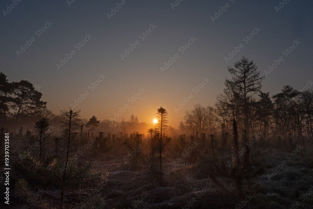 Obraz premium Sunrise over a dewy field with young pine trees