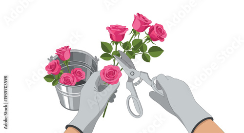Gloved hands are using silver shears to cut a single pink rose from its stem, with a bucket of roses in the background.