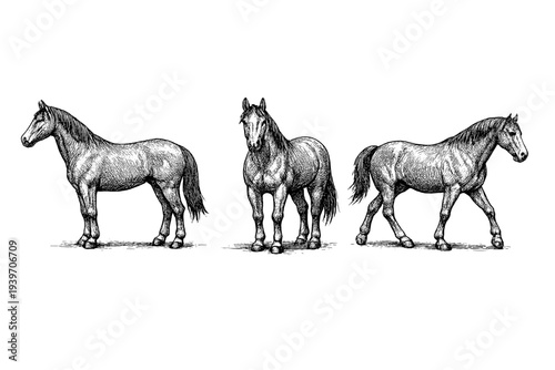 Three detailed ink drawings of horses in different poses on a white background