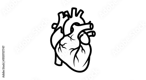 Anatomical human heart illustration in a clean stylized black and white line art drawing on a white background