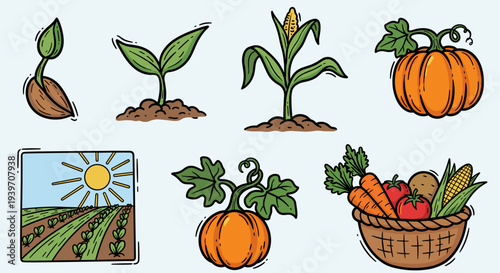 Stages of plant growth and harvest from seed to basket of vegetables