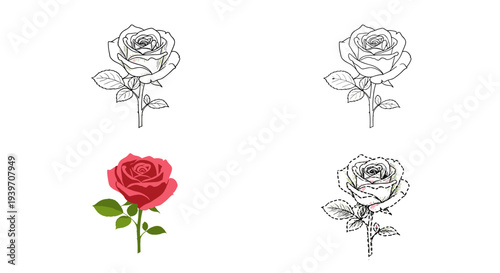 Four stages of a rose bloom: from sketch to full color, showing growth and development