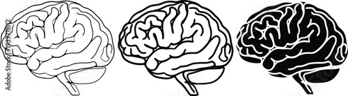 An illustration of a human brain with different shading techniques