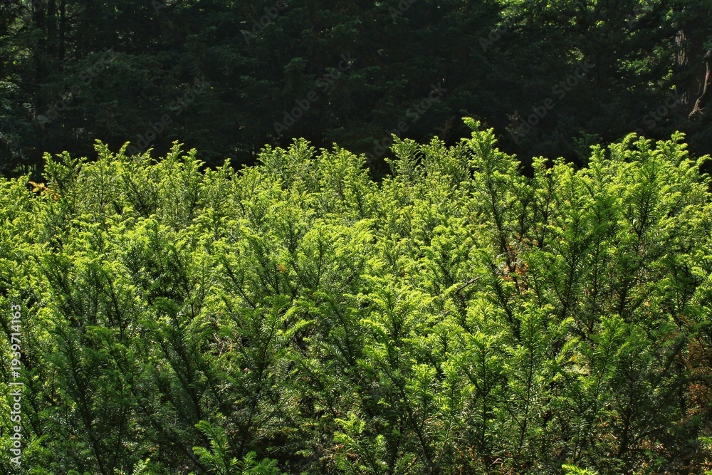 Fototapeta premium Close up of a green yew bush with bright new spring growth needles under sunlight against a dark shaded background of a forest or garden. Taxus baccata evergreen shrub hedge landscape foliage view pic