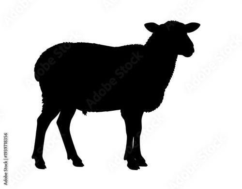 A black silhouette of a sheep on a white background. The ovine animal stands facing right, its woolly body contrasting with the bright space