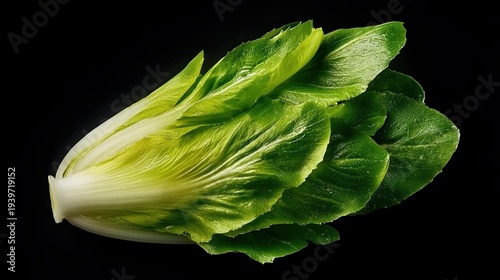 Fresh Endive With Green Leaves on a Dark Background for Cooking
