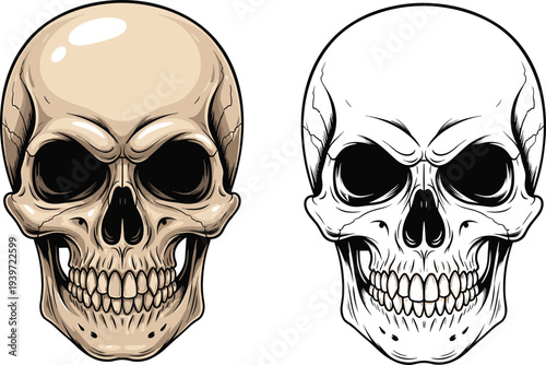 Highly detailed human skull illustration set featuring a realistic beige shaded anatomical head and a clean black and white line art vector graphic