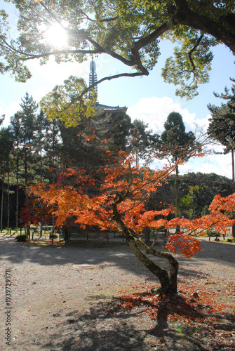 秋の醍醐寺　五重塔　京都市伏見区醍醐東大路町