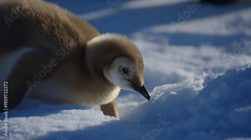 Baby penguin walking on snow-covered ice under clear blue sky