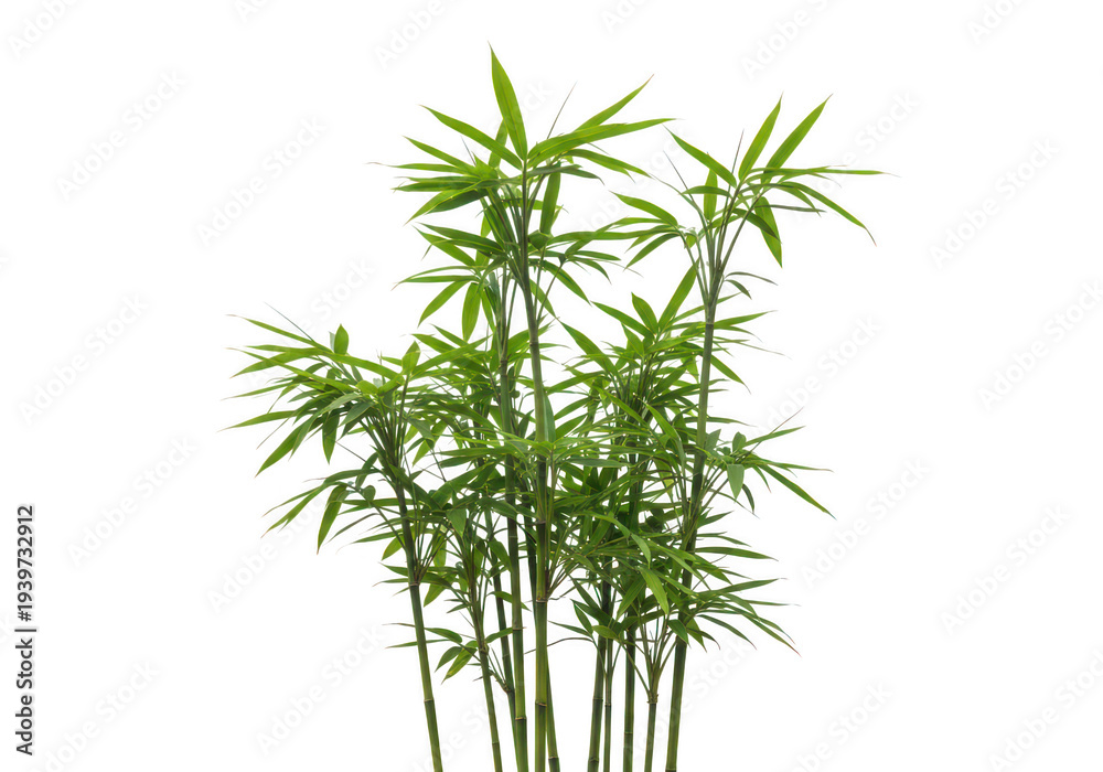 Obraz premium A lush cluster of bamboo stalks with vibrant green leaves isolated on transparent background