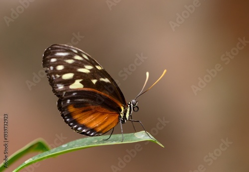butterfly on a leaf