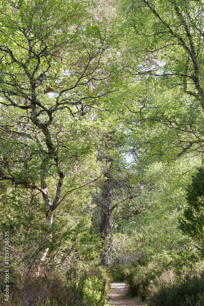 Fototapeta premium Footpath through leafy trees in Cairngorms National Park, Scotland in spring