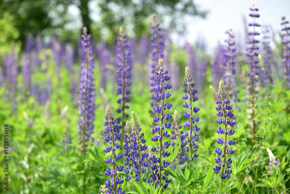 Obraz premium Blooming lupine flower. Lupine, a field of lupine with pink purple and blue flowers. Bouquet of lupines summer floral background. Lupine field. Purple spring and summer flower