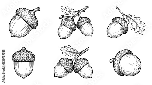 acorn , realistic line art vector set , white background , PNG and SVG isolate
