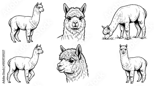 alpaca , realistic line art vector set , white background , PNG and SVG isolate