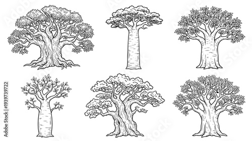 baobab tree , realistic line art vector set , white background , PNG and SVG isolate