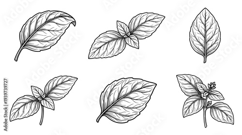 basil leaf , realistic line art vector set , white background , PNG and SVG isolate