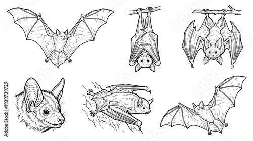 bat , realistic line art vector set , white background , PNG and SVG isolate