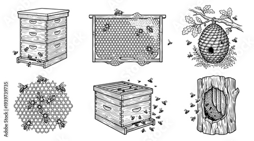 beehive , realistic line art vector set , white background , PNG and SVG isolate