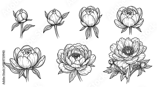 budding flower , realistic line art vector set , white background , PNG and SVG isolate