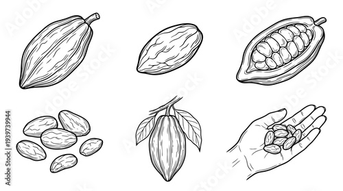 cacao bean , realistic line art vector set , white background , PNG and SVG isolate