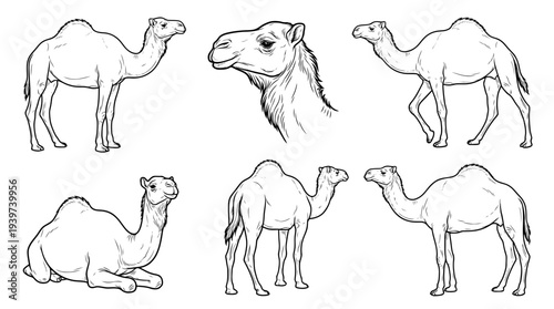 camel , realistic line art vector set , white background , PNG and SVG isolate