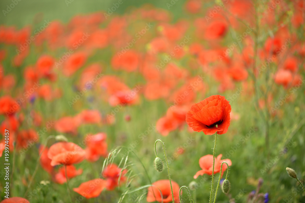 Obraz premium poppies. delicate petals of red poppies in the sun. background with poppy flowers. Beautiful red poppy wild flower and buds in the field. beauty in nature. close-up. spring season, summer time