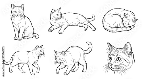 cat , realistic line art vector set , white background , PNG and SVG isolate