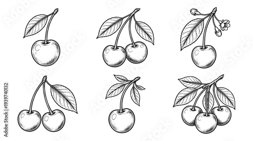 cherry garnish , realistic line art vector set , white background , PNG and SVG isolate