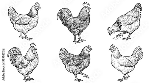 chicken , realistic line art vector set , white background , PNG and SVG isolate