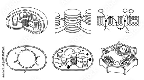 chloroplast , realistic line art vector set , white background , PNG and SVG isolate