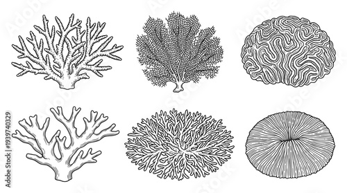 coral , realistic line art vector set , white background , PNG and SVG isolate