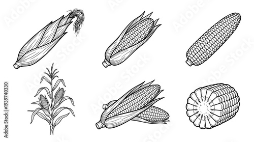 corn , realistic line art vector set , white background , PNG and SVG isolate