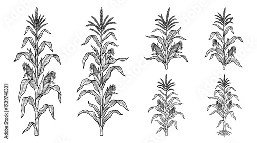 corn stalk , realistic line art vector set , white background , PNG and SVG isolate