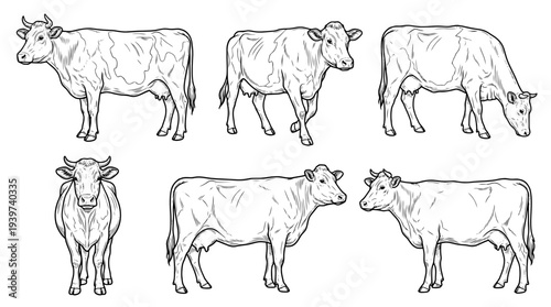 cow , realistic line art vector set , white background , PNG and SVG isolate