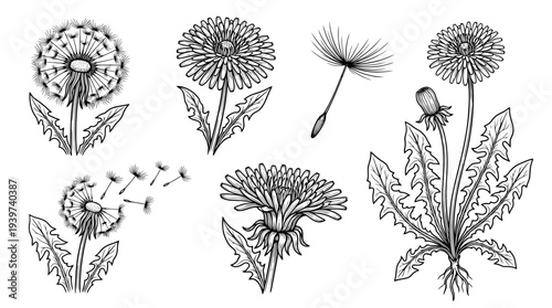dandelion , realistic line art vector set , white background , PNG and SVG isolate
