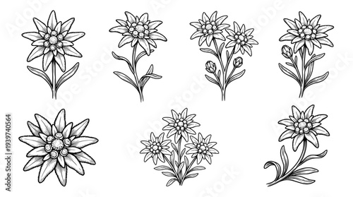 edelweiss , realistic line art vector set , white background , PNG and SVG isolate