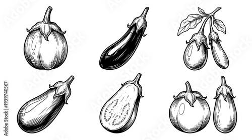 eggplant , realistic line art vector set , white background , PNG and SVG isolate