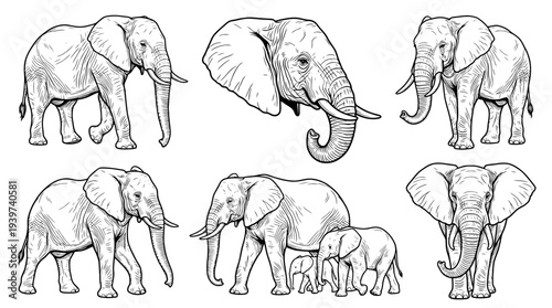 elephant , realistic line art vector set , white background , PNG and SVG isolate