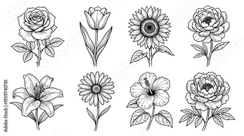 flower , realistic line art vector set , white background , PNG and SVG isolate
