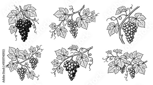 grape vine , realistic line art vector set , white background , PNG and SVG isolate