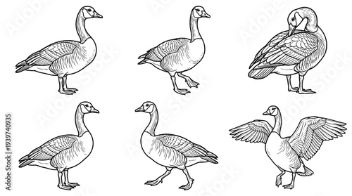 goose , realistic line art vector set , white background , PNG and SVG isolate